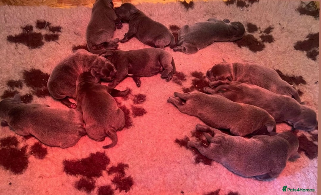Staffordshire Bull Terrier dogs for stud: A NEW SUPERIOR SOLID BLUE MALE  - Image 11