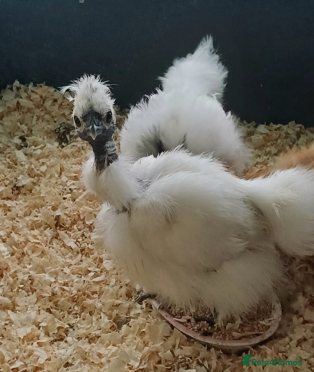Chickens poultry for sale: Silkie chicks, showgirls and standard - Advert 6