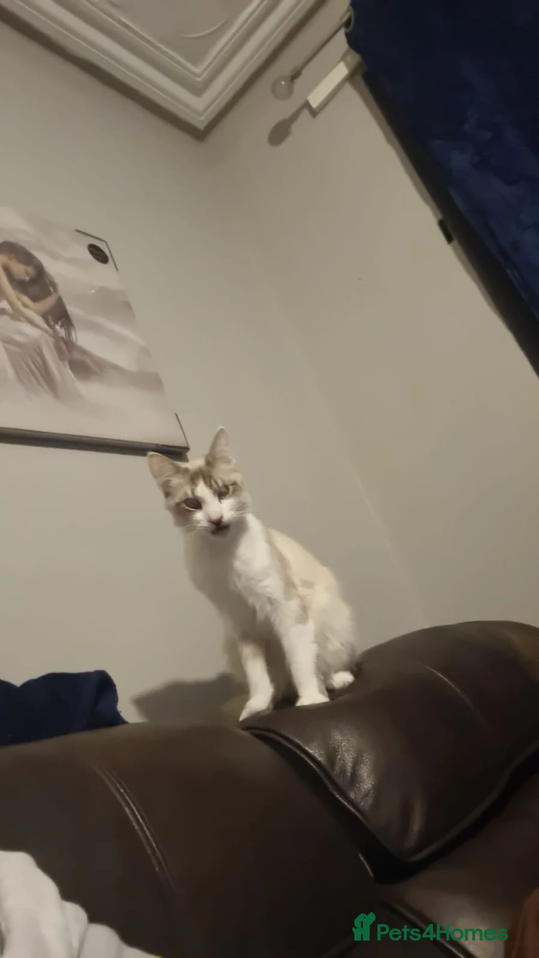 Turkish Angora cats for sale: Lovely Turkish angora male cat - Advert 7