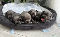 Staffordshire Bull Terrier dogs for sale: 🔷 Pharaon Champion Line Pups 🔷 in Wolverhampton - Image 1