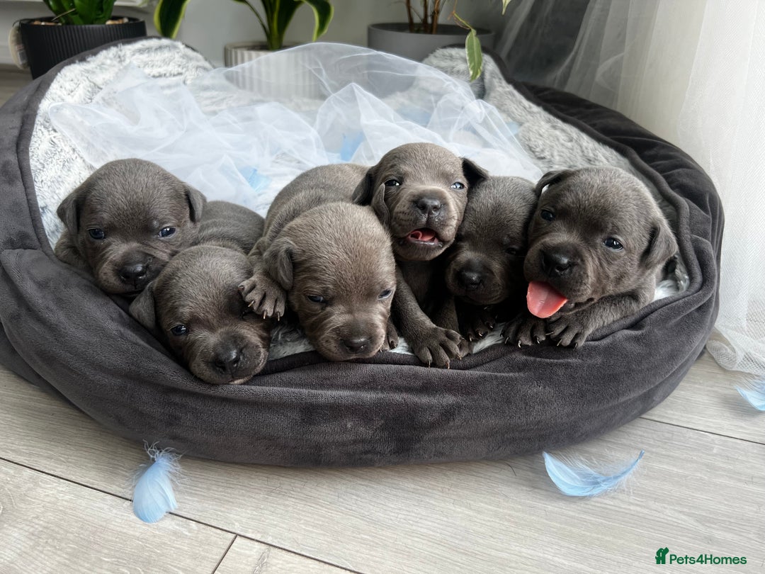 Staffordshire Bull Terrier dogs for sale: 🔷 Pharaon Champion Line Pups 🔷 in Wolverhampton - Image 1