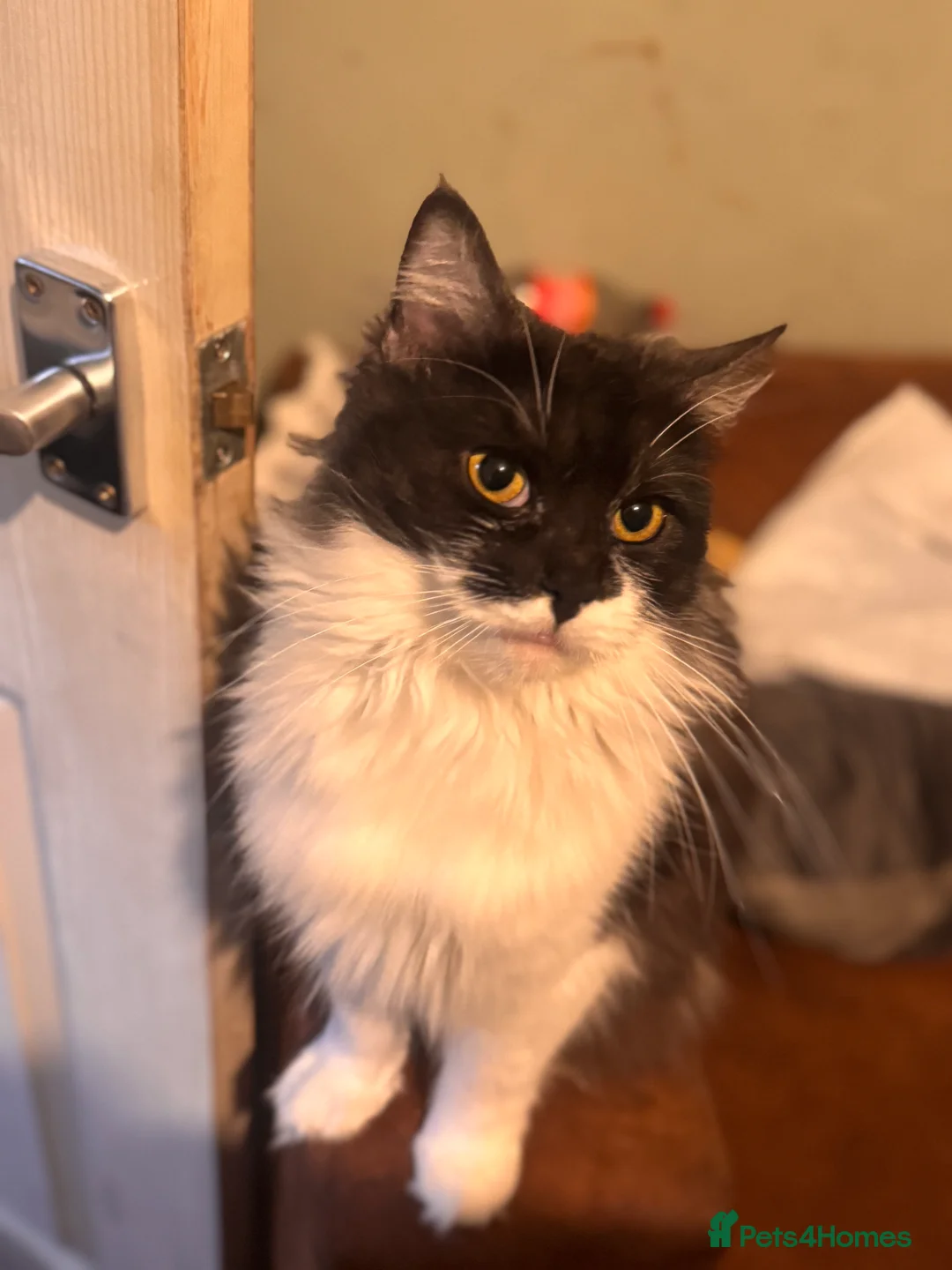 Mixed Breed cats for sale: Two male 8 month old kittens  - Advert 1