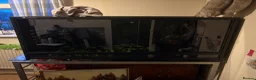 Leopard Gecko reptiles for sale: Barney  in Castleford - Advert 1