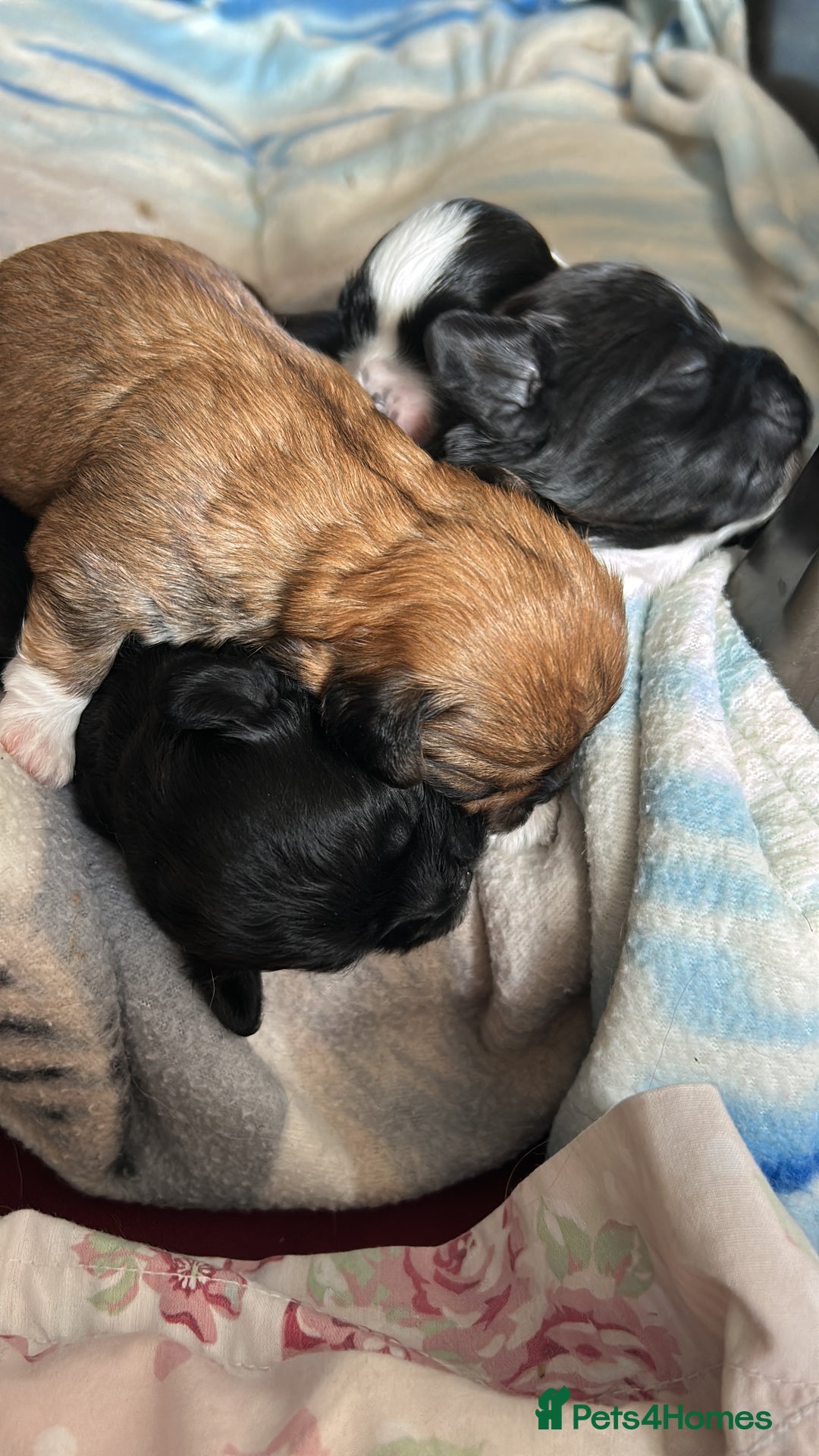 Lhasa Apso dogs for sale: 3rd generation Lhasa poo puppies  - Image 6