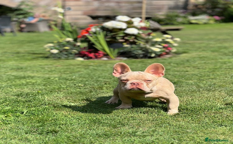French Bulldog dogs - Advert 16