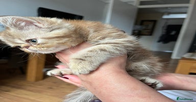 Exotic cats - Advert 5