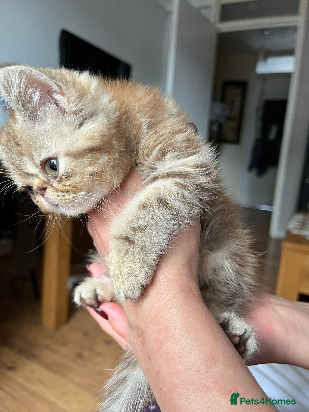 Exotic cats for sale: Female exotic Persian  - Image 3
