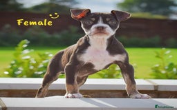 English Bulldog dogs for sale: 23 years experienced 5⭐️Rated Licensed,  - Image 4
