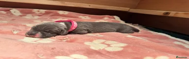 Great Dane 4