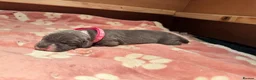 Great Dane dogs for sale: Pedigree Great Dane puppies for sale Shropshire - Advert 6