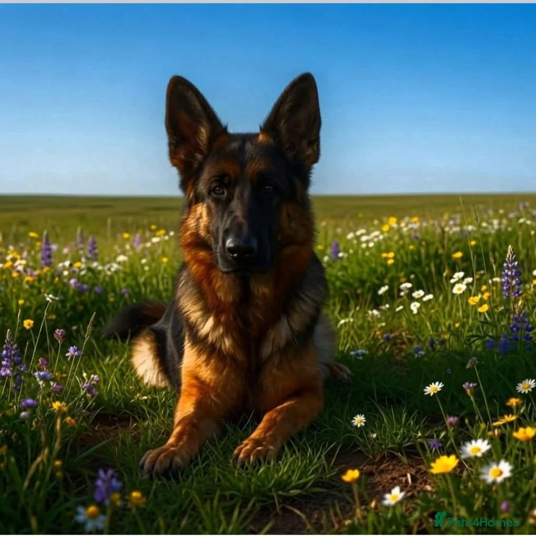 German Shepherd dogs for sale: Exceptional quality Female Long coat puppy  - Advert 1