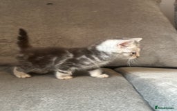 Bengal cats for sale: Silver Bengal male kitten  - Image 4