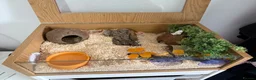 Snake reptiles for sale: Male Albino Conda Western Hognose Snake - Advert 6