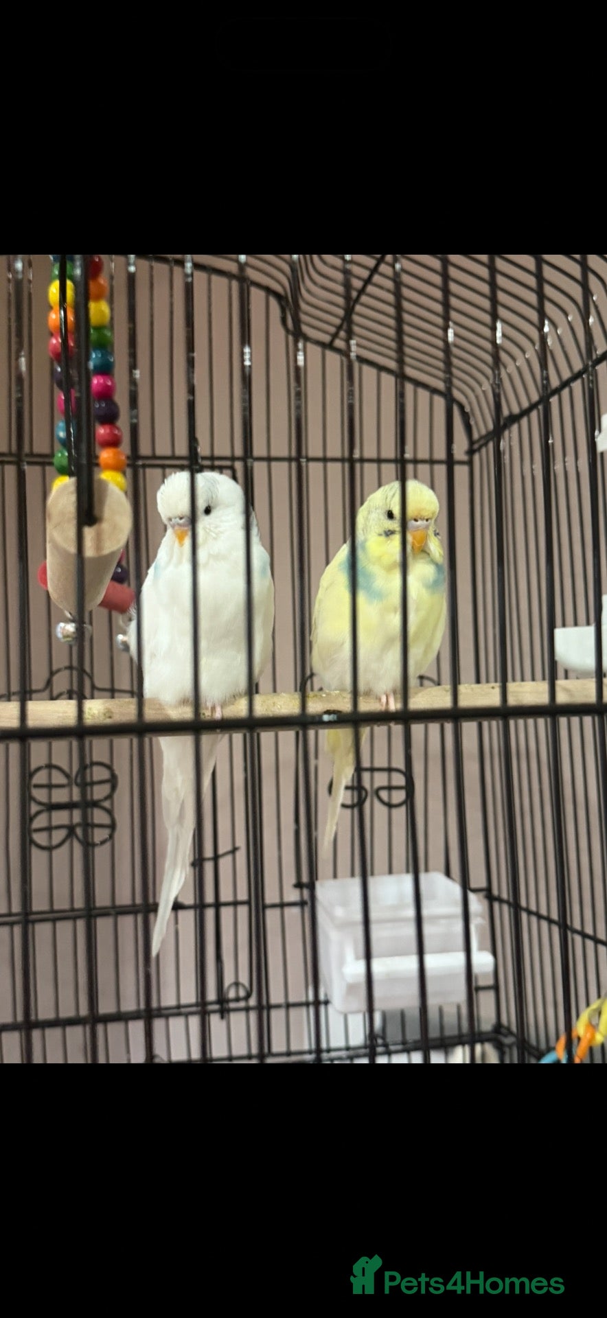 Budgerigars birds Two male budgies for sale  - Advert 2