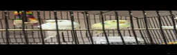 Budgerigars birds for sale: Two male budgies for sale  in Preston - Advert 2