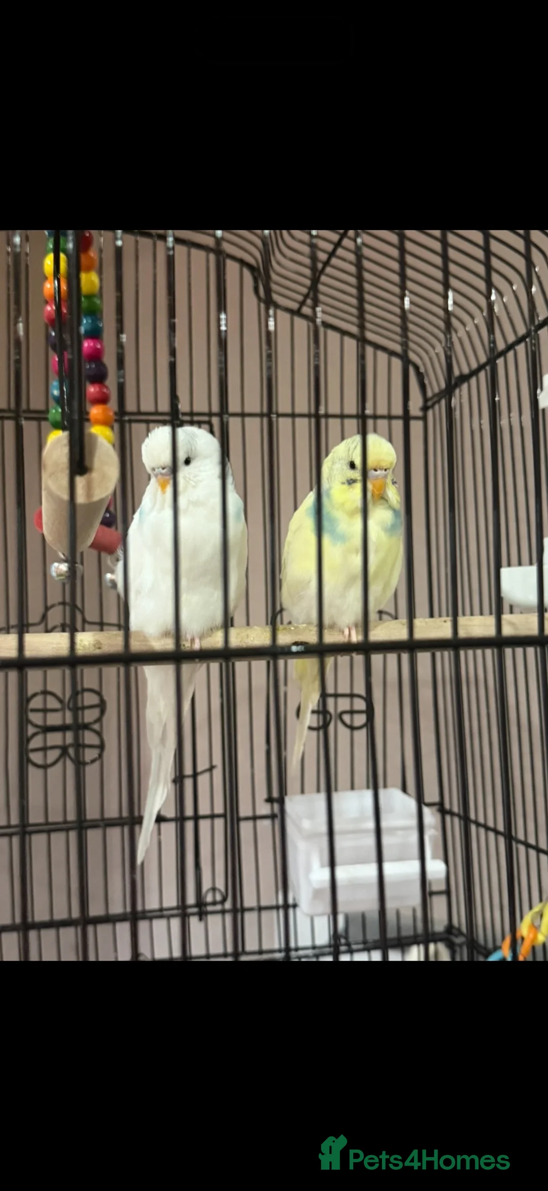 Budgerigars birds for sale: Two male budgies for sale  in Preston - Advert 2