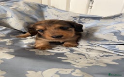 Miniature Dachshund dogs for sale: Long haired dapple miniature Dachsund puppies - Image 12