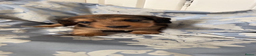 Miniature Dachshund Puppy 3