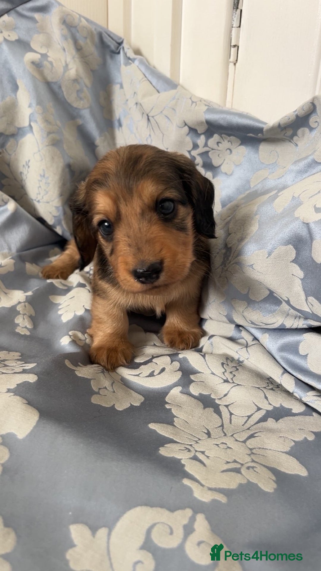 Miniature Dachshund dogs for sale: Long haired dapple miniature Dachsund puppies - Image 12