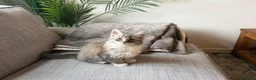 Maine Coon cats for sale: Beautiful half Maine coon kittens available  - Advert 4