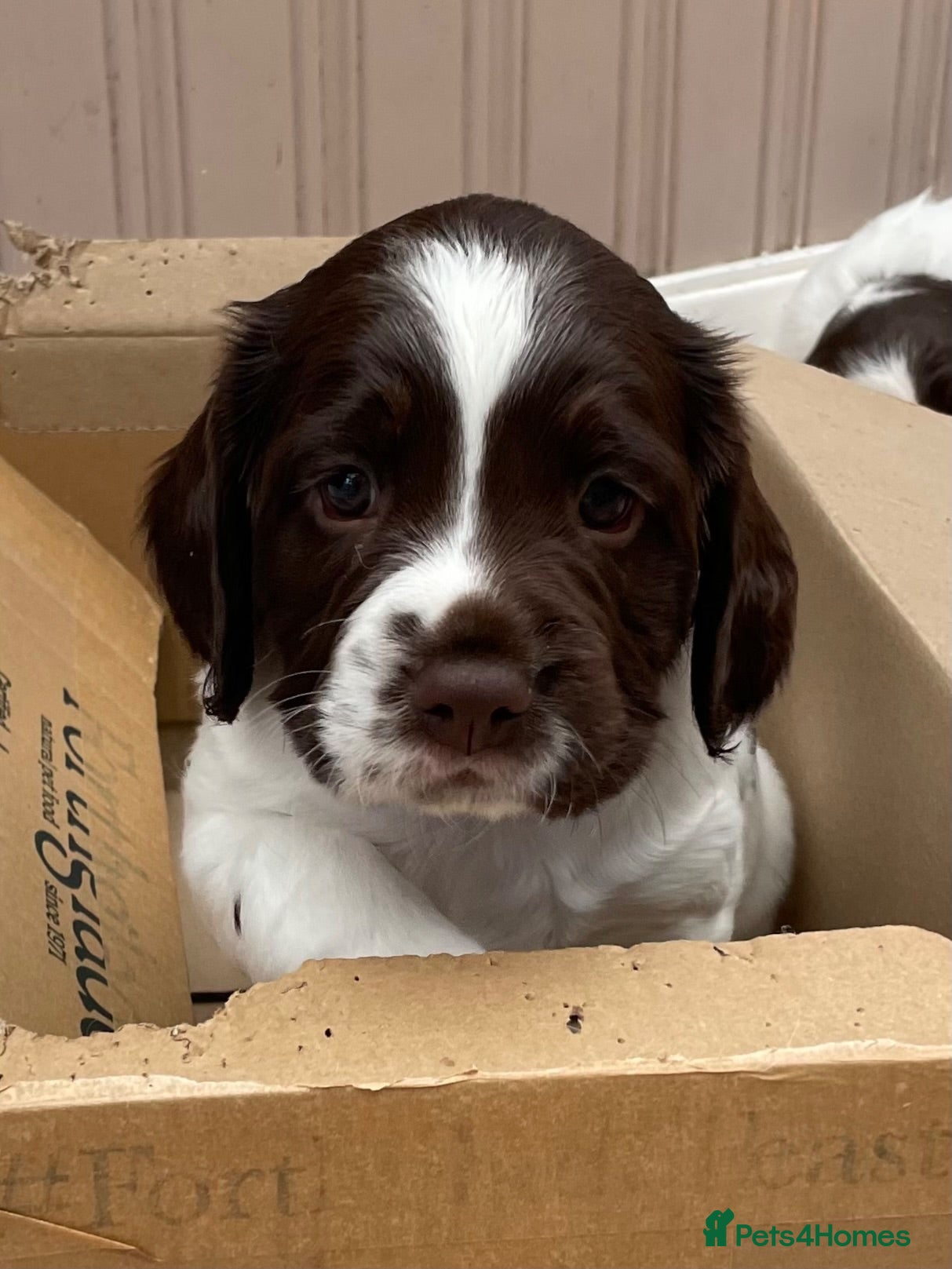 English Springer Spaniel dogs Quality KC registered ESS. Health screened. - Advert 2