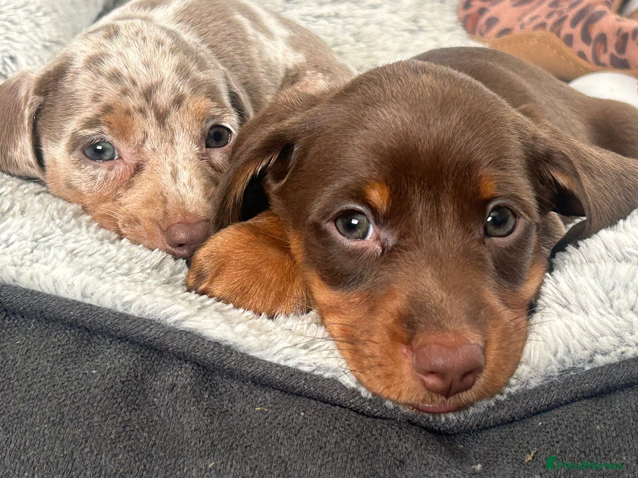 Miniature Dachshund dogs ✨2 miniature dachshund puppies READY TO LEAVE✨ - Advert 2