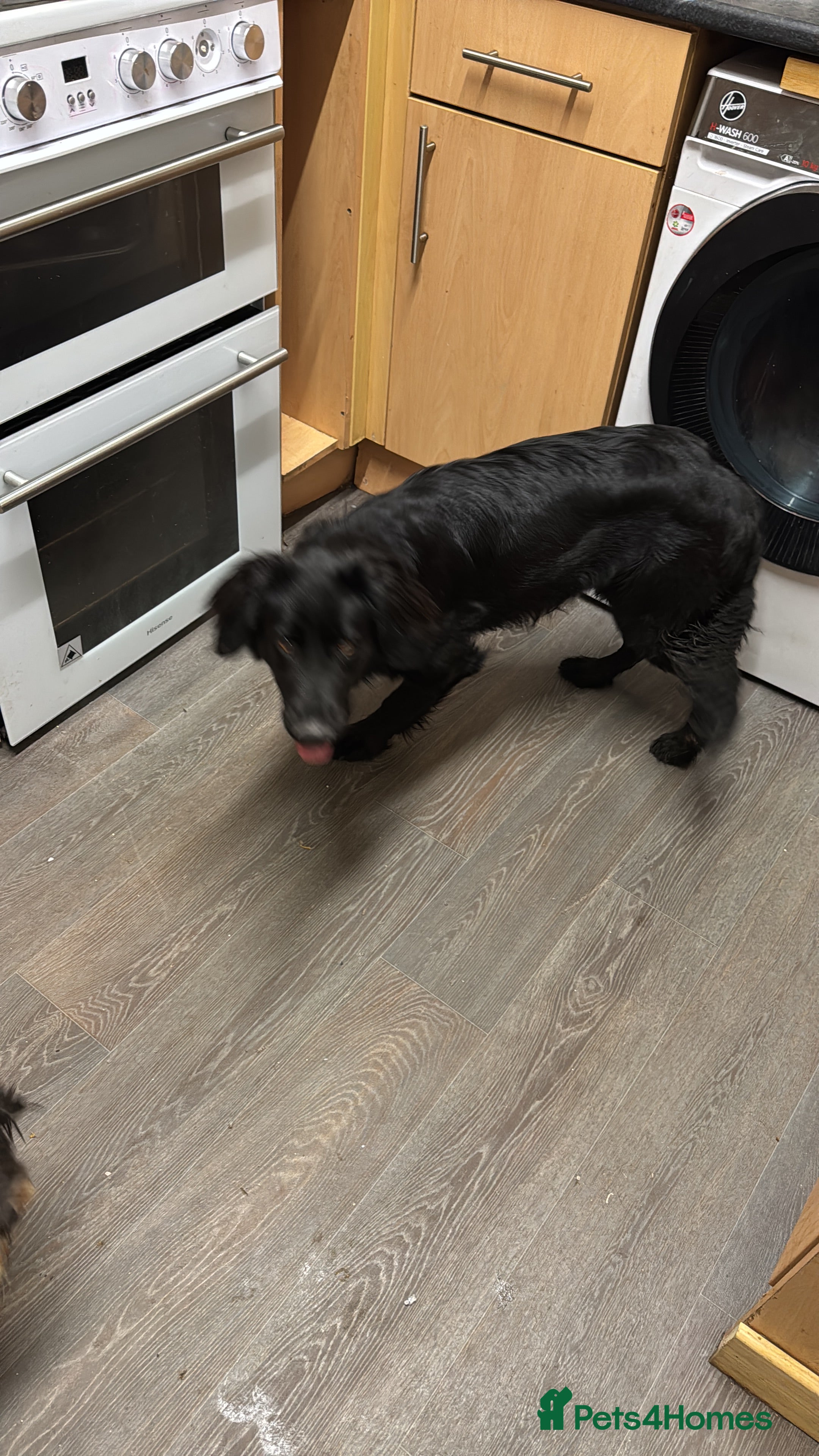 Mixed Breed dogs Cocker Spaniel X German Shepherd (Rehome) - Advert 16