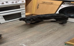 Mixed Breed dogs for sale: Cocker Spaniel X German Shepherd (Rehome) - Advert 1