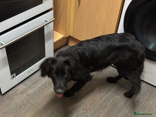 Mixed Breed dogs for sale: Cocker Spaniel X German Shepherd (Rehome) - Advert 1