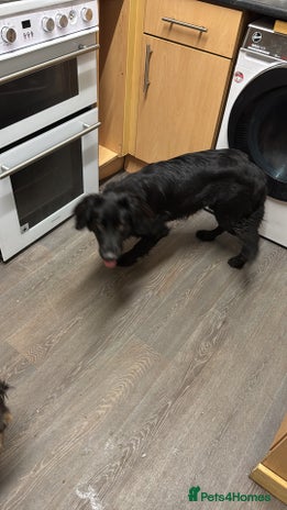 Mixed Breed dogs Cocker Spaniel X German Shepherd (Rehome) - Advert 1