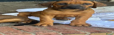 Rhodesian Ridgeback 2