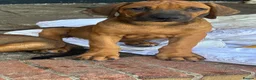 Rhodesian Ridgeback dogs for sale: Beautiful Rhodesian Ridgeback Puppies  - Advert 9