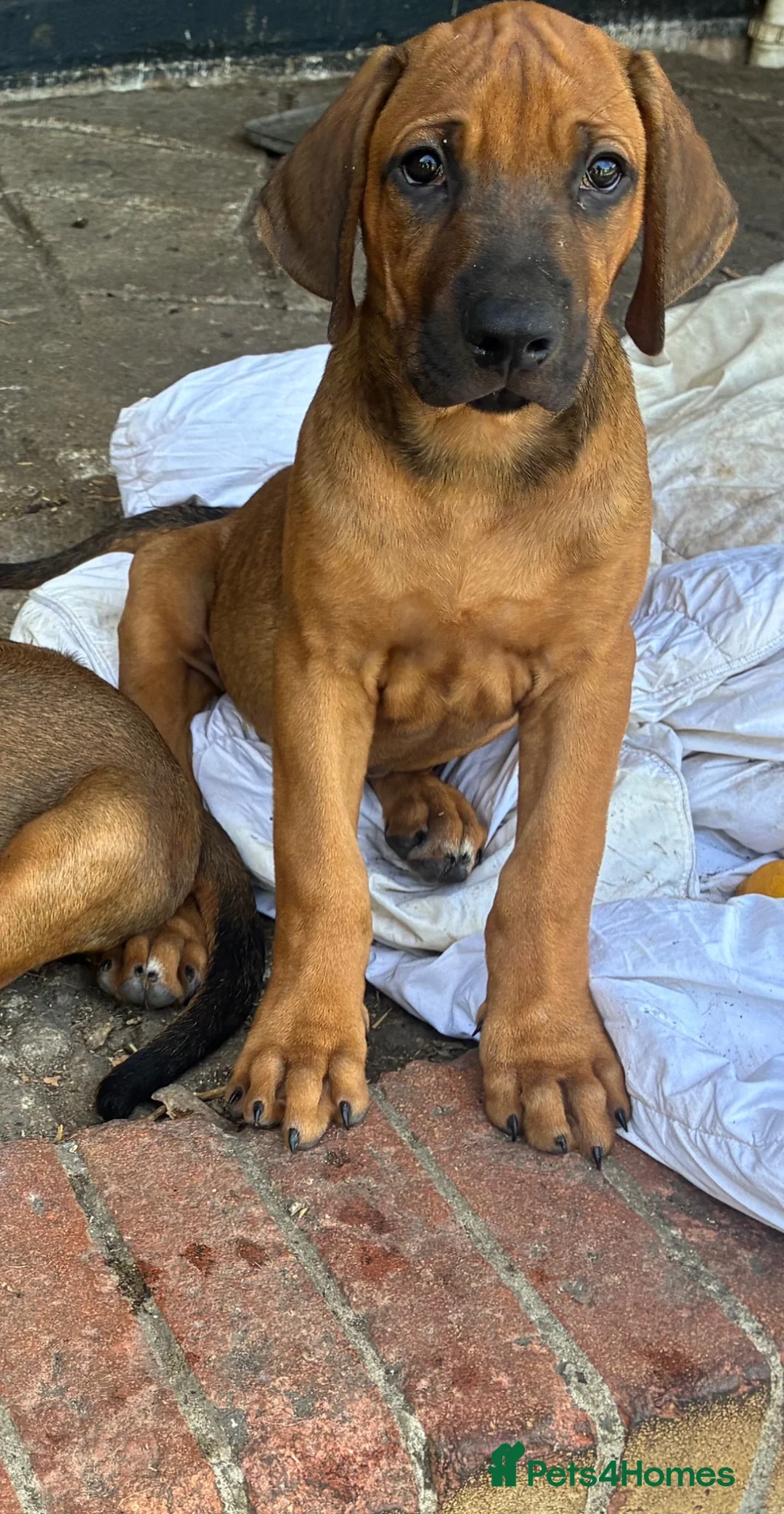 Rhodesian Ridgeback dogs for sale: Beautiful Rhodesian Ridgeback Puppies  - Advert 9