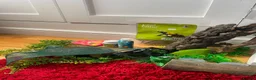 Gecko reptiles for sale: Crested Gecko with full set up  in Doncaster - Advert 8