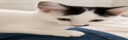 Mixed Breed cats for sale: Beautiful fluffy kittens  - Advert 3