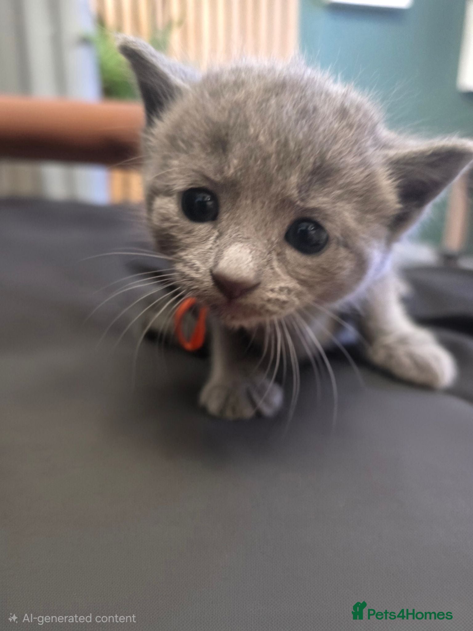 Russian Blue cats 🐾 Beautiful Russian Blue Kittens 🐾 - Advert 2