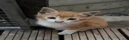 Mixed Breed cats for sale: 5 kittens looking for forever homes  - Advert 10