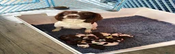 Sprocker dogs for sale: Sprocker spaniel puppies  - Advert 2