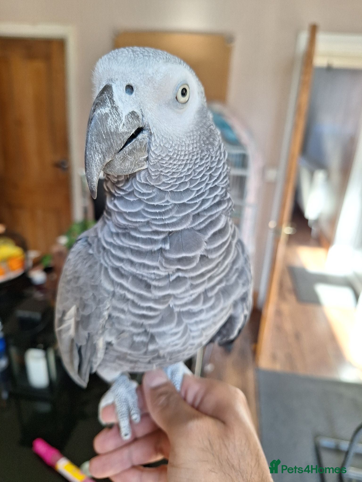 Parrots birds African greay for sale - Advert 2