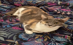 British Shorthair cats for sale: 3 Year Old Peach Calico Female Cat - Image 1