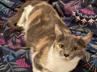 British Shorthair cats - Advert 34