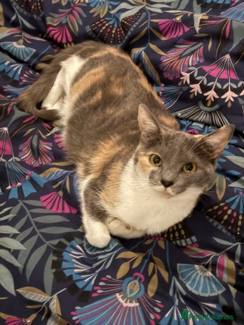 British Shorthair cats - Advert 5