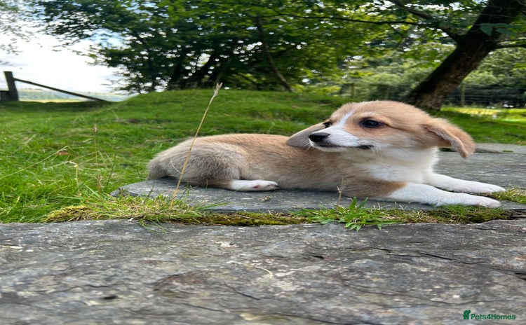 Welsh Corgi Pembroke dogs in Aberystwyth - Advert 3