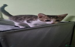 Mixed Breed cats for sale: Beautiful half bengal kittens  - Image 9