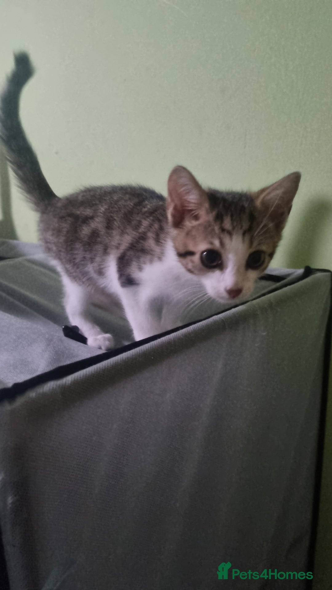 Mixed Breed cats for sale: Beautiful half bengal kittens  - Image 9