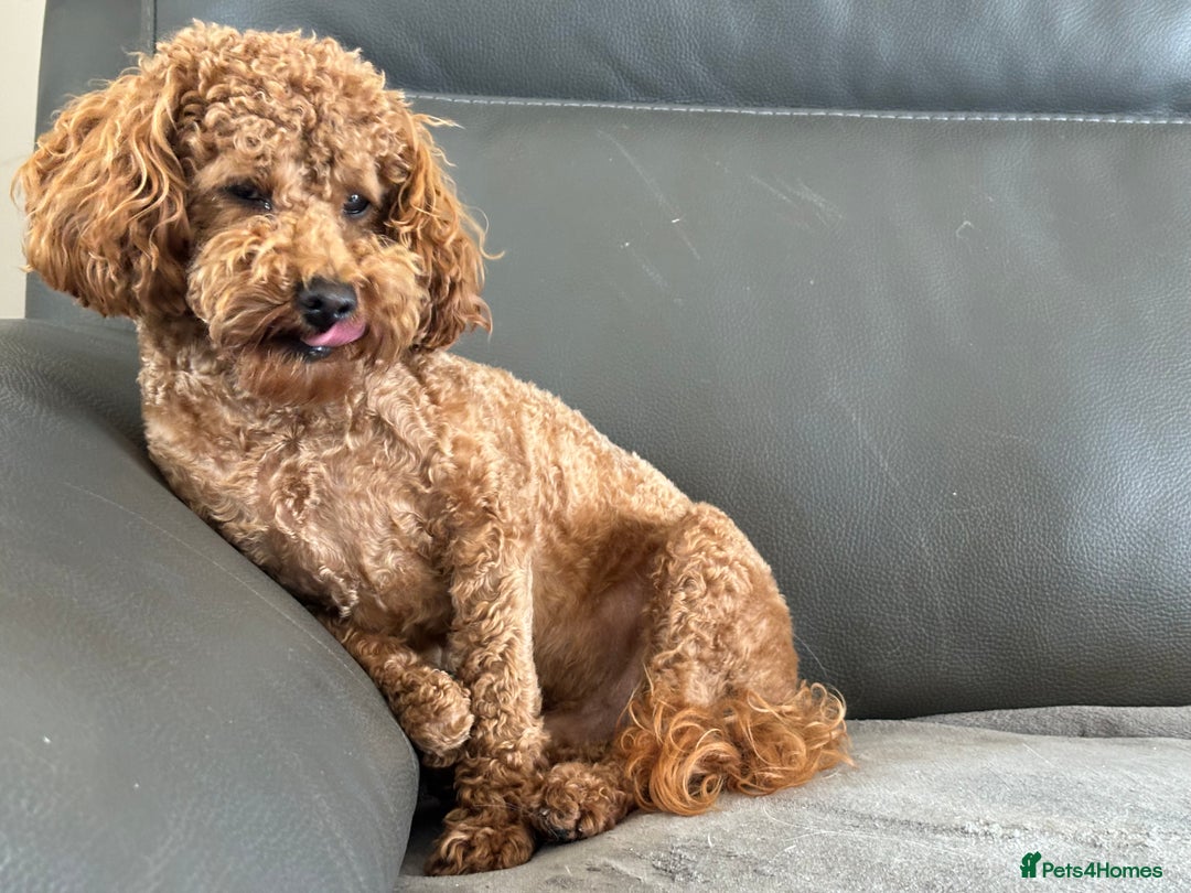 Toy Poodle dogs for sale: KC Toy Poodle Boy - Image 15