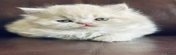 British Shorthair cats for sale: British Shorthair and British Longhair kittens - Advert 11