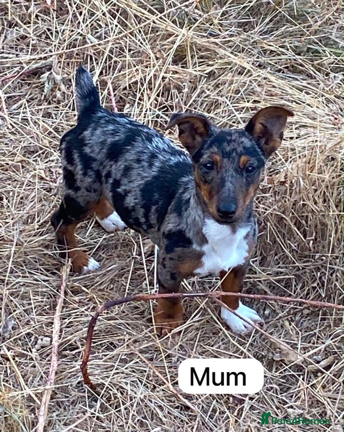 Jack Russell dogs Jack Russell  - Advert 4