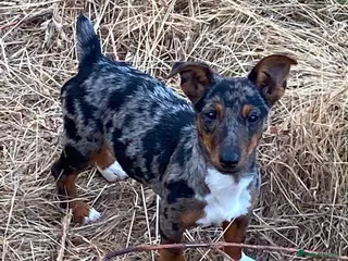 Jack Russell dogs Jack Russell - Advert 4