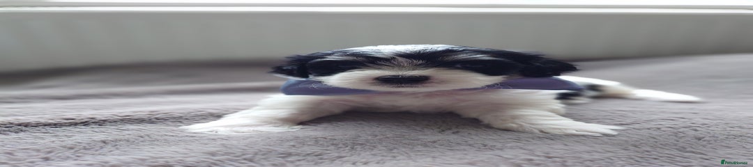 Zuchon Puppy 1